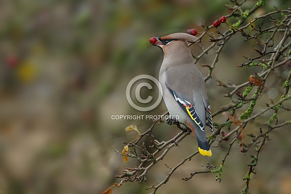 The Bohemian waxwing (Bombycilla garrulus) The Bohemian waxwing (Bombycilla garrulus)