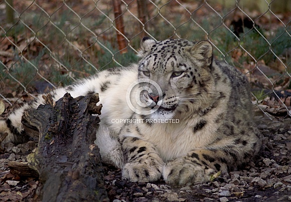 Snow Leopard