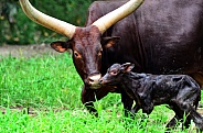 Longhorn Cattle with calf
