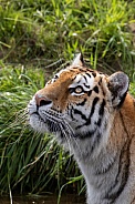 Siberian Tiger(Panthera Tigris Altaica)