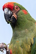 Red Fronted Macaw Portrait Close Up