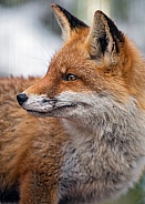 Red Fox