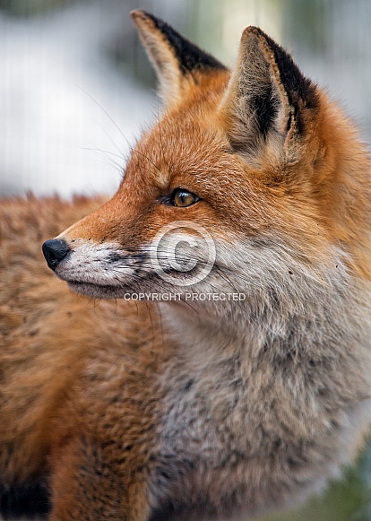 Red Fox Red Fox