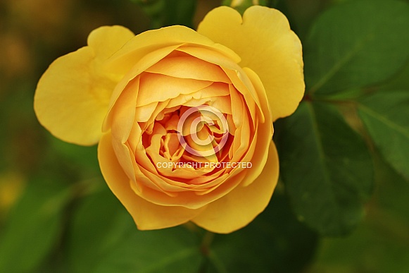 Yellow Rose Yellow Rose