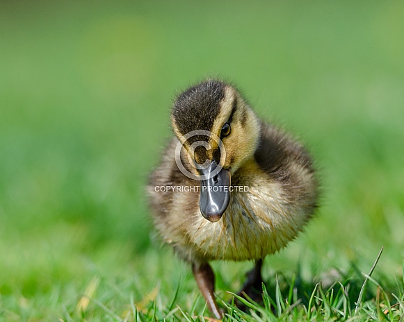 Duckling Duckling