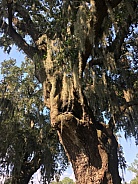 Spanish Moss hanging from a Live Oak Tree