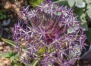 Star of Persia, Allium chistophii