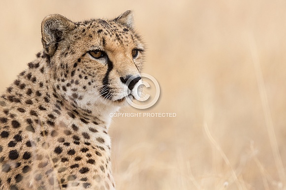 Cheetah Cheetah