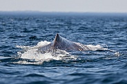 Humpback Tail