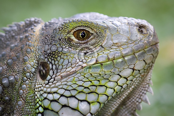 Green Iguana