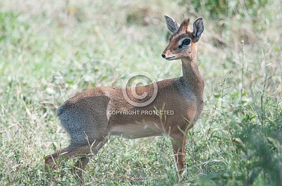 Kirk's Dikdik