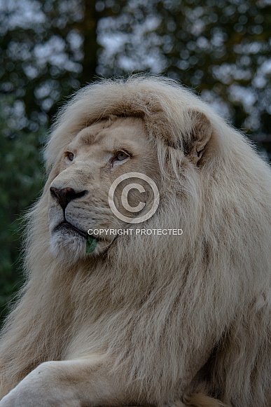 white Lion white Lion