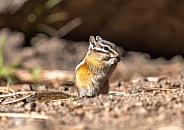 Least Chipmunk