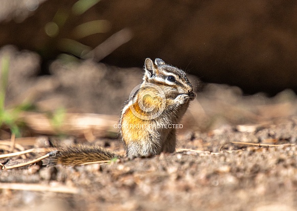 Least Chipmunk