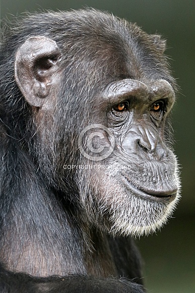 Chimpanzee (Pan troglodytes) Chimpanzee (Pan troglodytes)