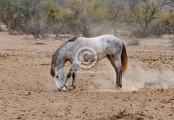 Salt River Wild Mustangs Salt River Wild Mustangs