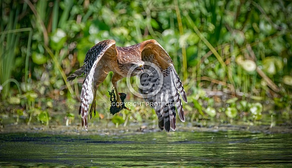 Red shouldered hawk (Buteo lineatus) flying with food prey it caught baby young common gallinule or moorhen (Gallinula galeata)