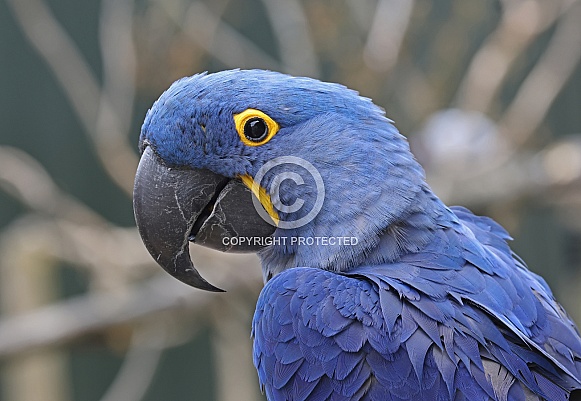 Hyacinth Macaw