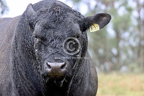 Lowline Bull