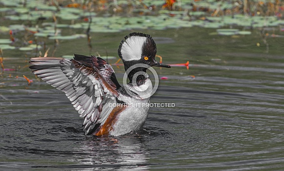 Hooded merganser male drake (Lophodytes cucullatus) in pond, hood up, orange yellow eye, full feather detail