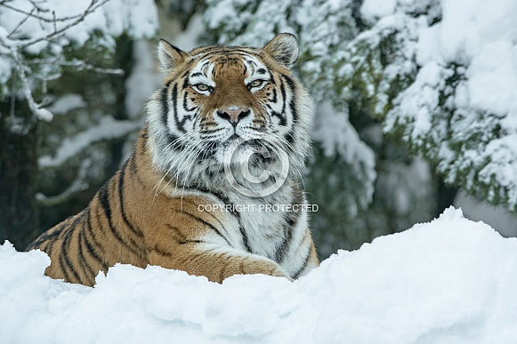 Amur Tiger in the Snow