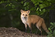 Red Fox