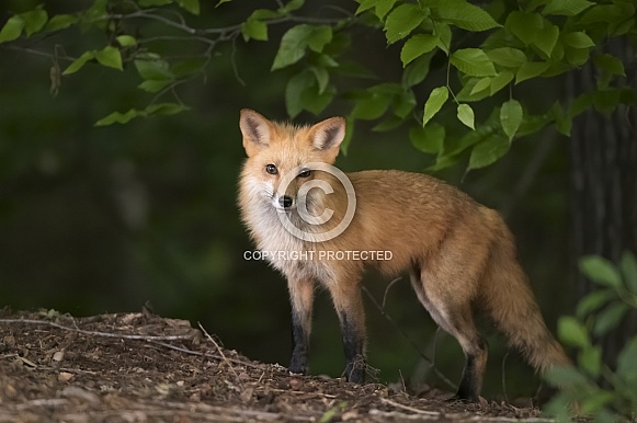 Red Fox