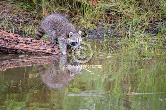 Raccoon Baby Reflection- 2 Months Old