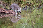 Raccoon Baby Reflection- 2 Months Old