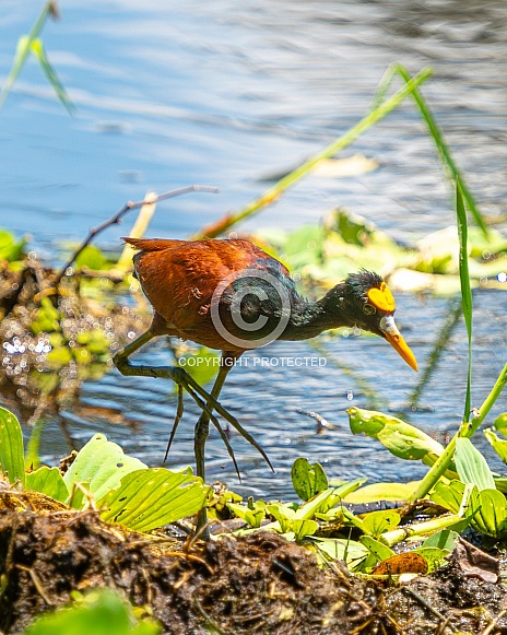 Jacana Spinosa