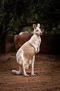 Albino Kangaroo 4