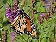 Monarch