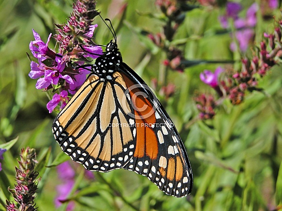 Monarch