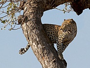 Leopard Kruger National Park SA Wild
