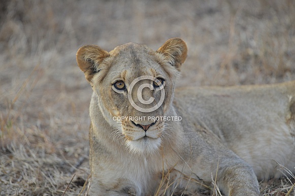 African Lioness (wild)