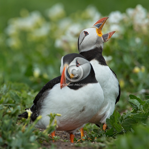 Puffin the birds from the arctic. Puffin the birds from the arctic.