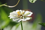 White Zinnia flower