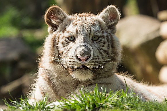 White Tiger Cub