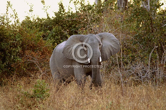 African Elephant