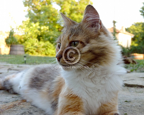 Domestic Cat Domestic Cat