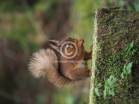 Red Squirrel