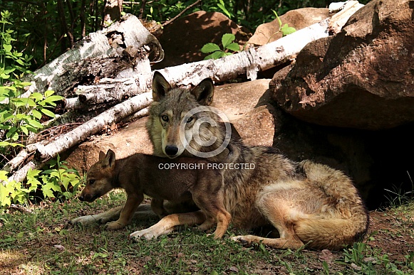 Wolf and Wolf Pups