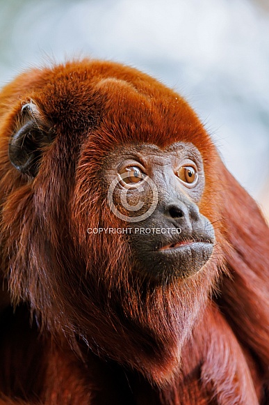 Colombian red howler or Venezuelan red howler (Alouatta seniculus) Colombian red howler or Venezuelan red howler (Alouatta seniculus)