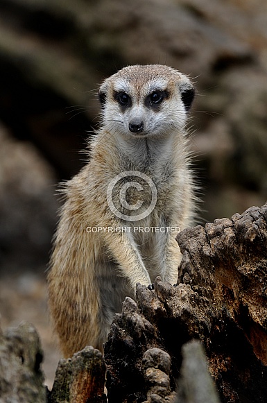 Meerkat (Suricata suricatta)