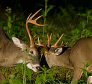 White tail deer