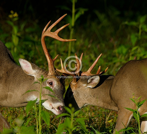 White tail deer