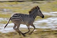 Young Zebra (Equus quagga) - Namibia