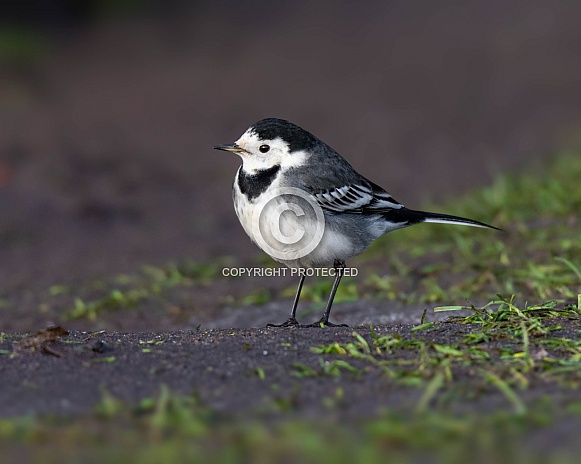 Pied Wagtail