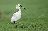 The Eurasian spoonbill