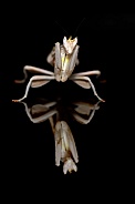 Orchid Mantis